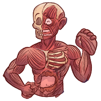 Anatomie lernen mit den Eselsbrücken von Meditricks.de