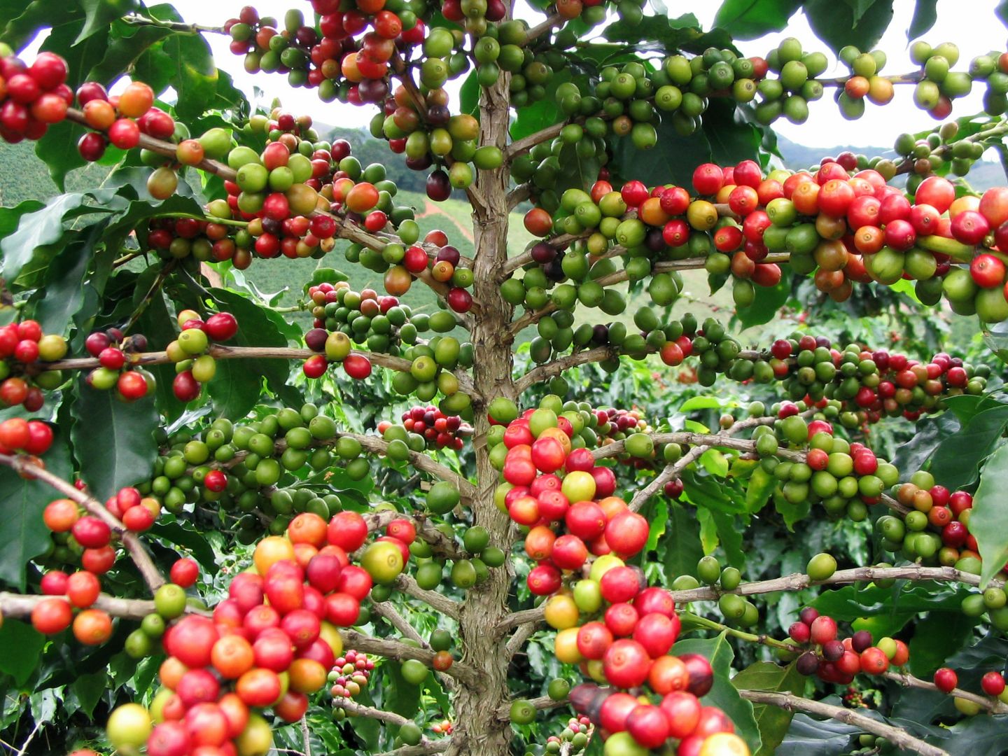 Kaffeebaum