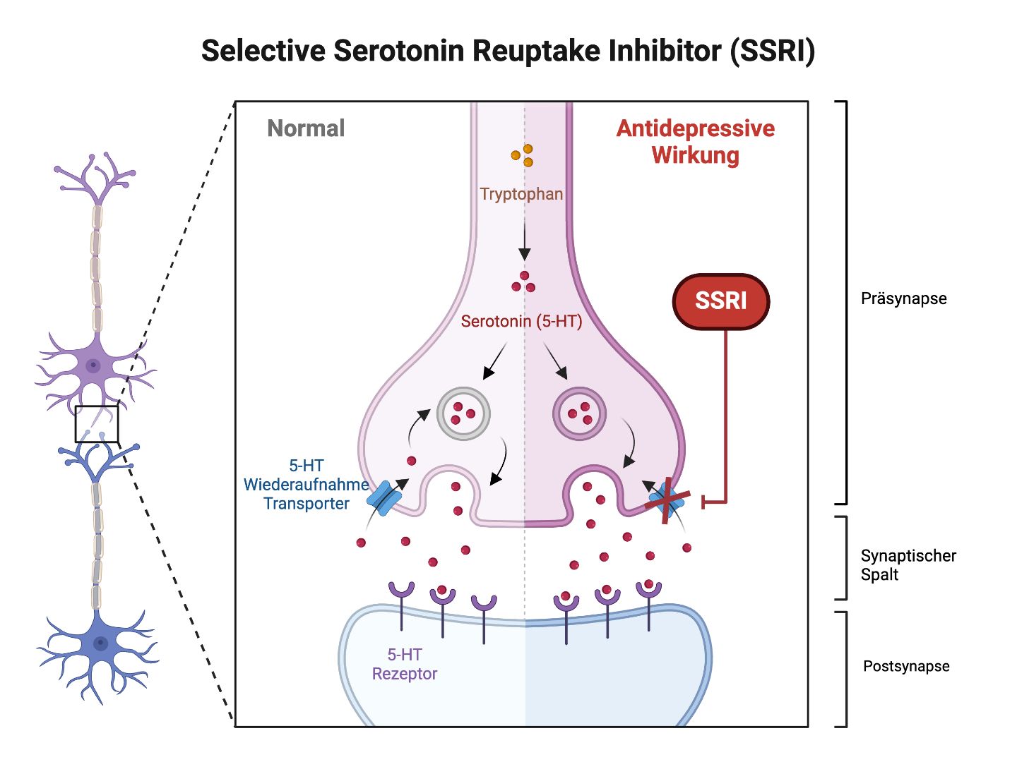 Wirkmechanismus SSRI